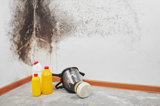 Best Mold Removal Process  in Detroit Lakes, MN