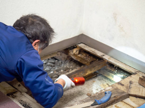 Best Mold Testing  in Detroit Lakes, MN