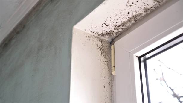 Best Mold Damage Repair  in Detroit Lakes, MN