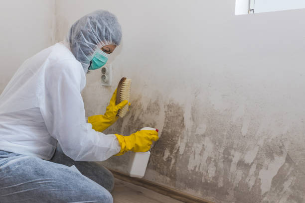 Best Attic Mold Removal  in Detroit Lakes, MN