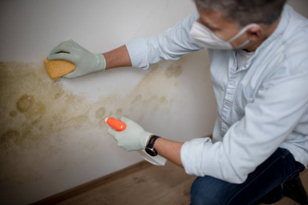 Best Mold Cleaning Services  in Detroit Lakes, MN