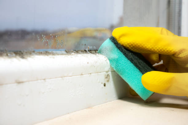 Best Toxic Mold Removal  in Detroit Lakes, MN