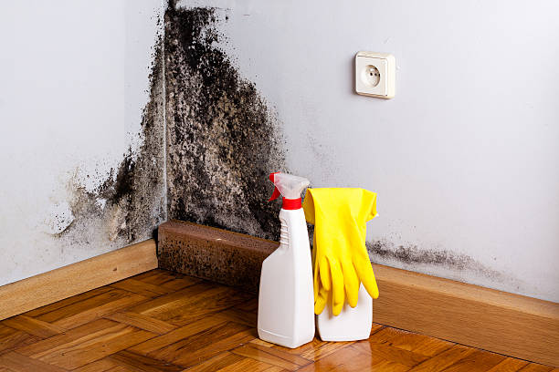 Best Office Mold Removal Services  in Detroit Lakes, MN