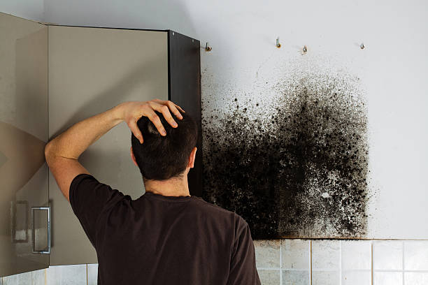 Best Residential Mold Removal  in Detroit Lakes, MN