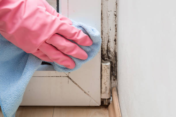 Trusted Detroit Lakes, MN Mold Removal Experts